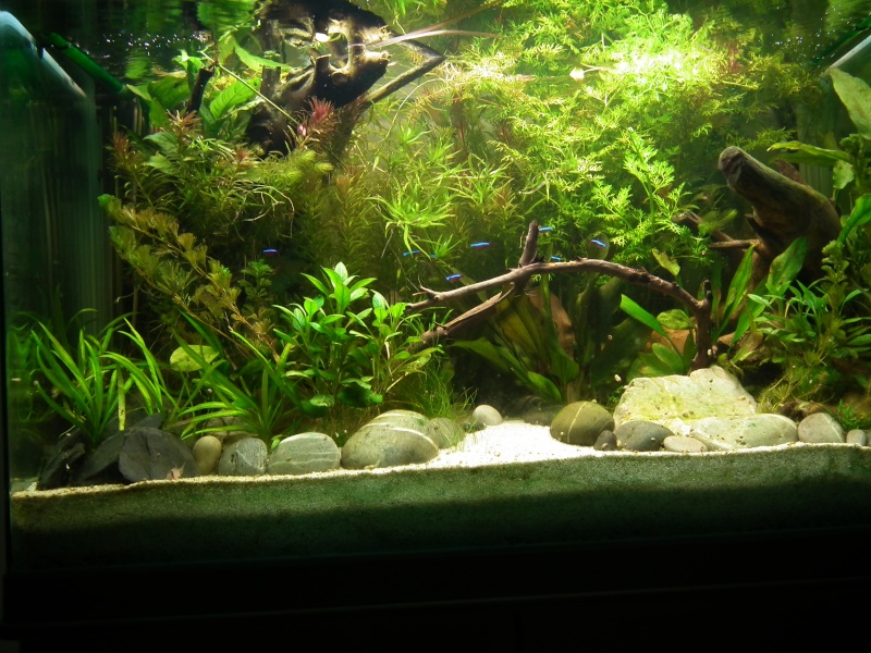 Mise en place d'un aquarium pour pterophyllum scalare du rio nanay - Page 3 Dscf8411
