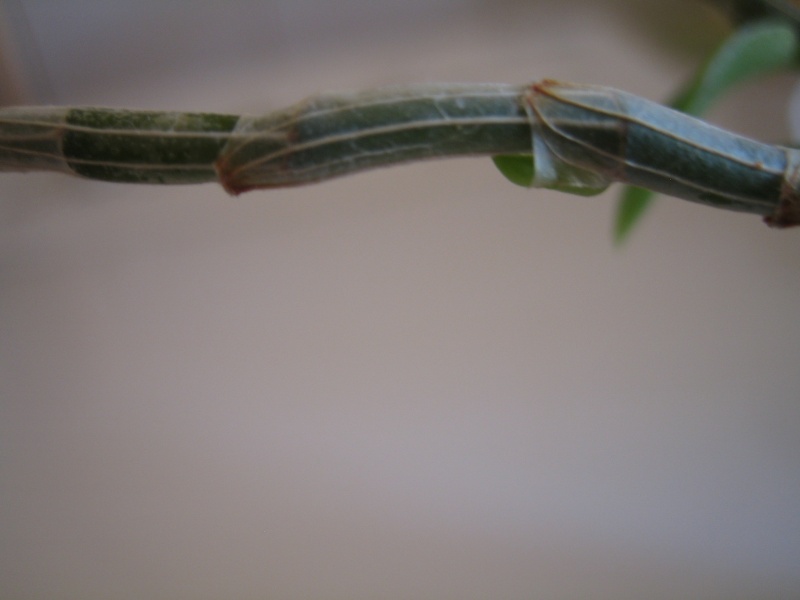 Dendrobium loddigesii Dendro11