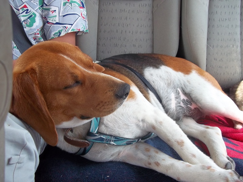 CLEO - beagle 5 ans et demi - Asso 4 Pattes sans Toit à Solerieux (26) 100_2310
