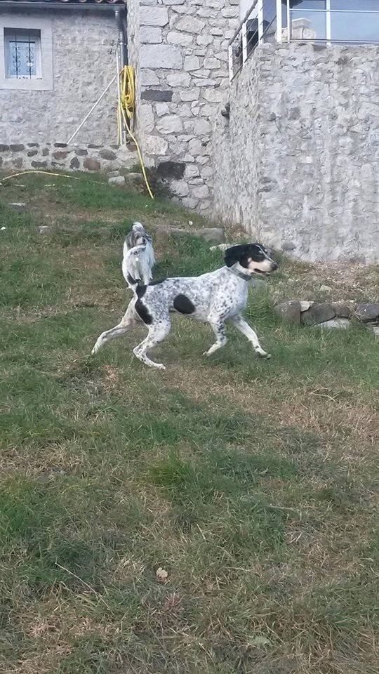 MERLIN - ariégeois 3/4 ans  - en FA pr l'Asso 4 Pattes sans Toit à Solerieux (07) 10917310