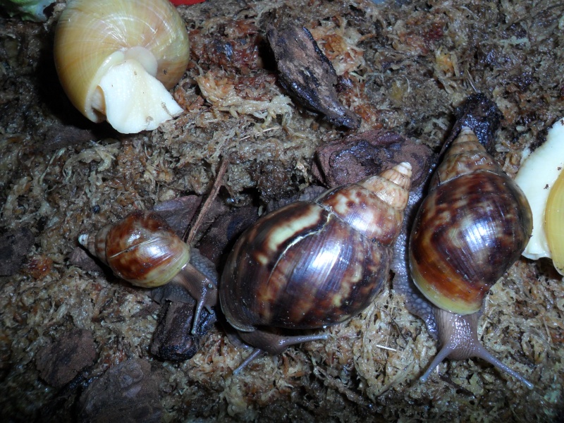 Urgent escargots géants Sam_1224