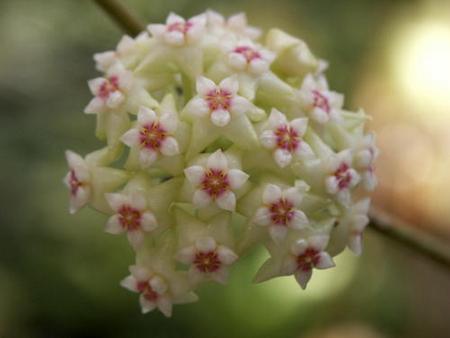 Hoya, il fiore di cera Hoya-p10