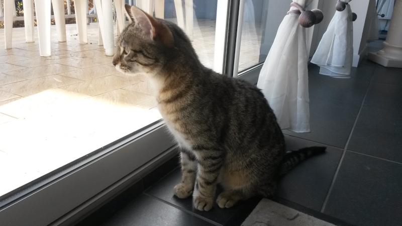 Salsa, femelle type européenne tabby née le 17/04/2014 20150212