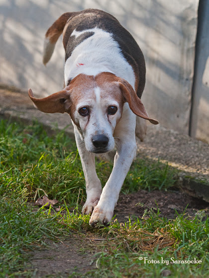 VIRENQUE  Beagle  10 ans    SPA DE  POITIERS  86 Virenq10