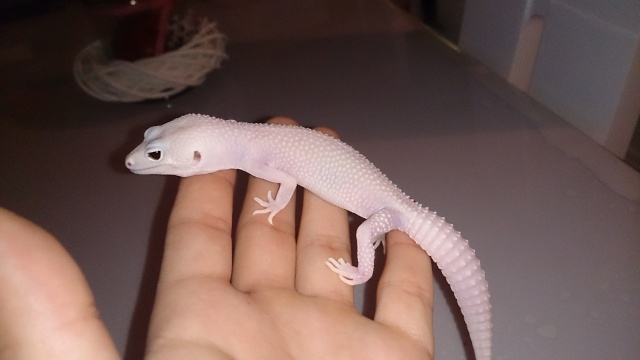 Mes geckos léopards  Dsc_0020