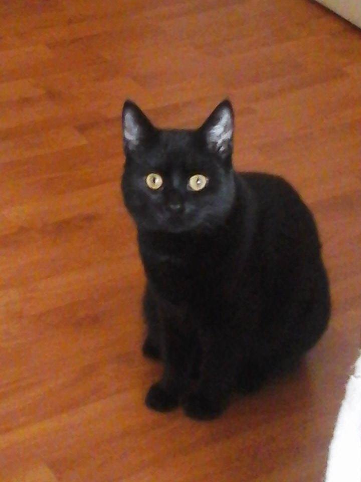 BAMBOU, chaton noir né en mai 2014 Bambou10