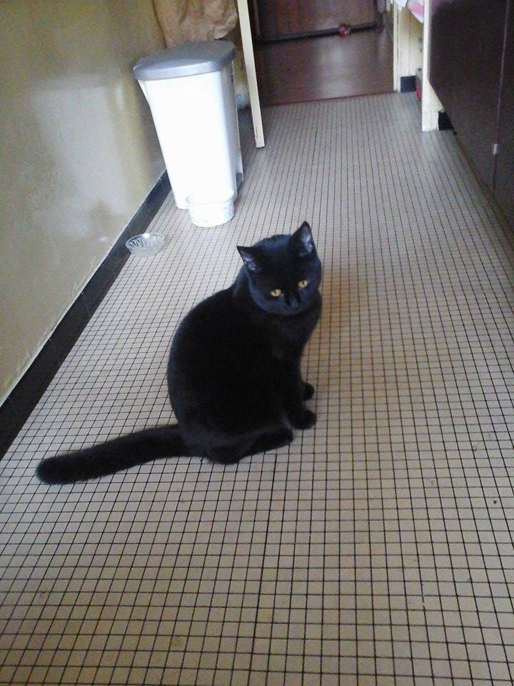 BAMBOU, chaton noir né en mai 2014 Bambou11