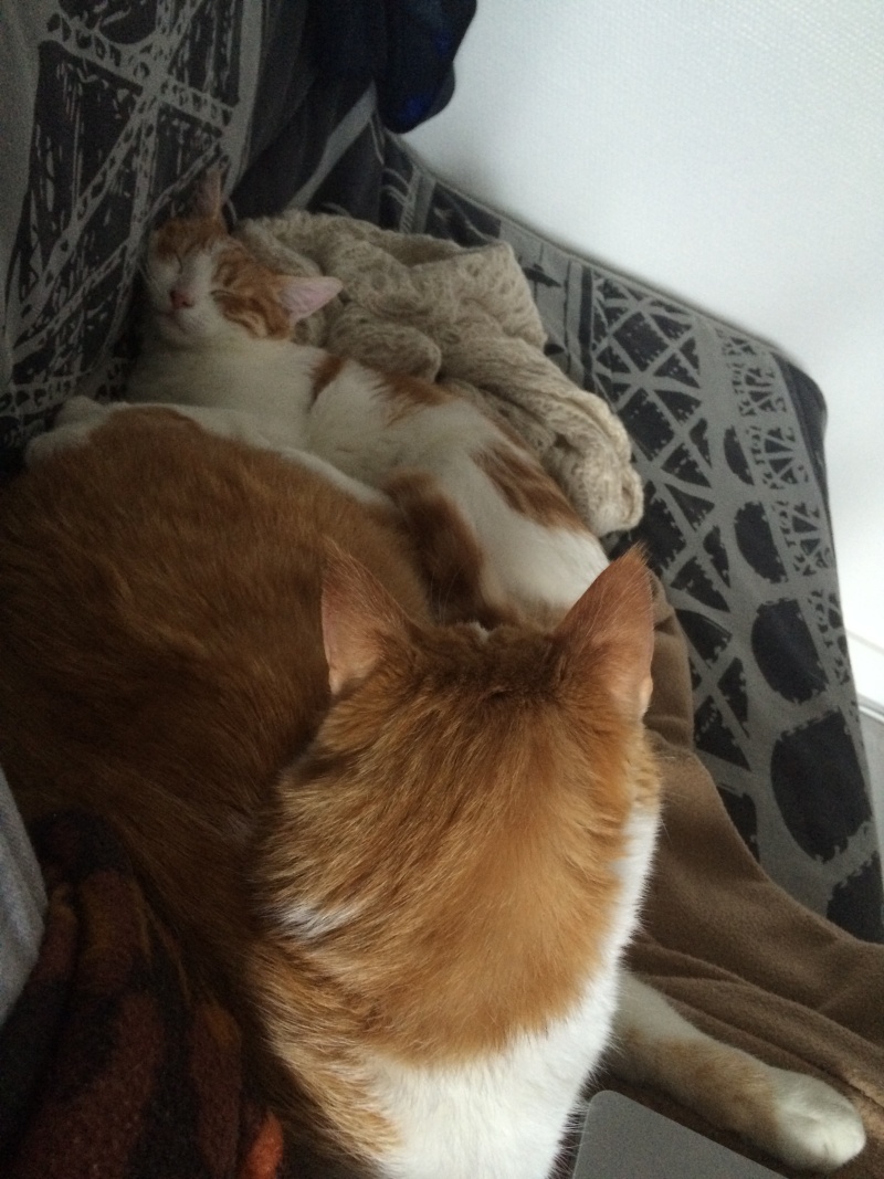 Picchu (dit Confiotte), chaton roux et blanc craquant ,né début août 2014 Img_0216