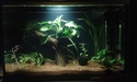 Plante pour aquarium avec poisson japonnais K_110