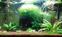 Plante pour aquarium avec poisson japonnais K_3310