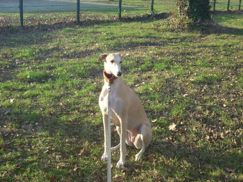 TOLA - galga 4 ans - Asso Une Histoire de Galgos - Espagne Tola_235