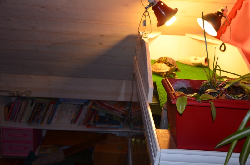 retraite d'hiver pour mes trachèmys et graptémys Dycemb12