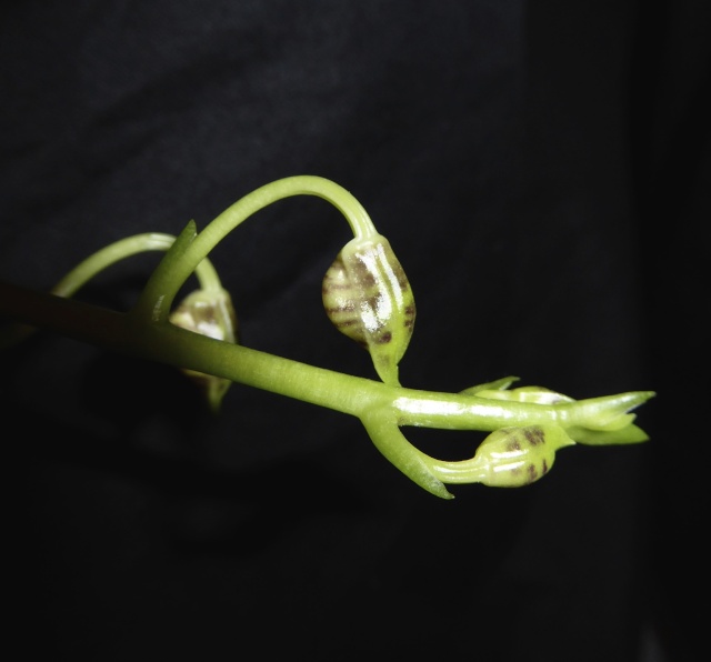 Phalaenopsis mannii - Seite 2 P1010420