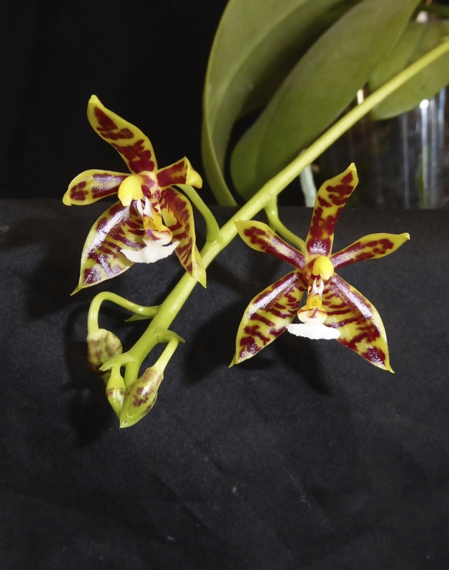 Phalaenopsis mannii - Seite 2 P1010512