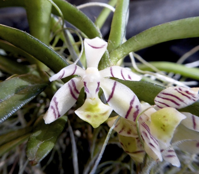 Trichoglottis pusilla - Seite 2 P1010610