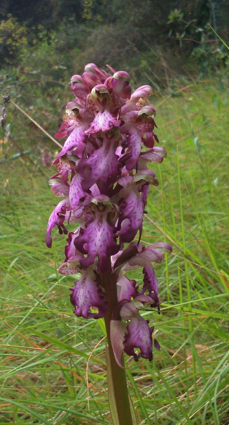 Himantoglossum (Barlia) robertianum Img_2010