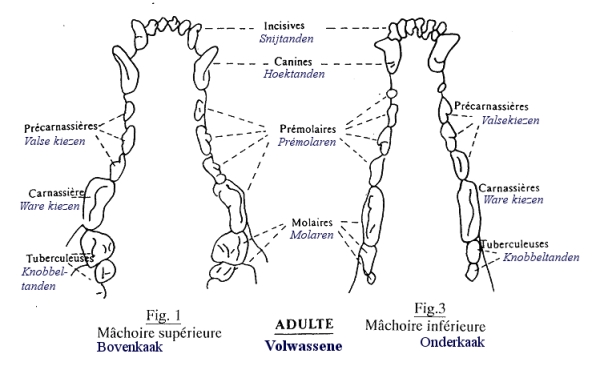 La dentition des loulous Dents-10