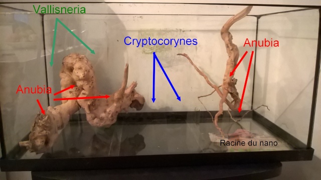 Projet 54 L corydoras / betta - Page 2 Wp_20117