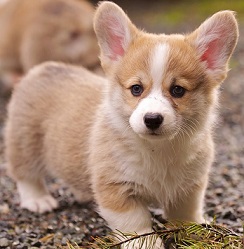 Adult - Isabella Heartley Corgi-10