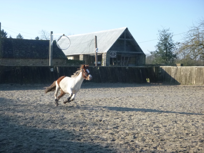 (Dpt 77) Tornado, poney ONC de 7 ans, sauvé par Baboune 83 (Oct 2014) P1000210