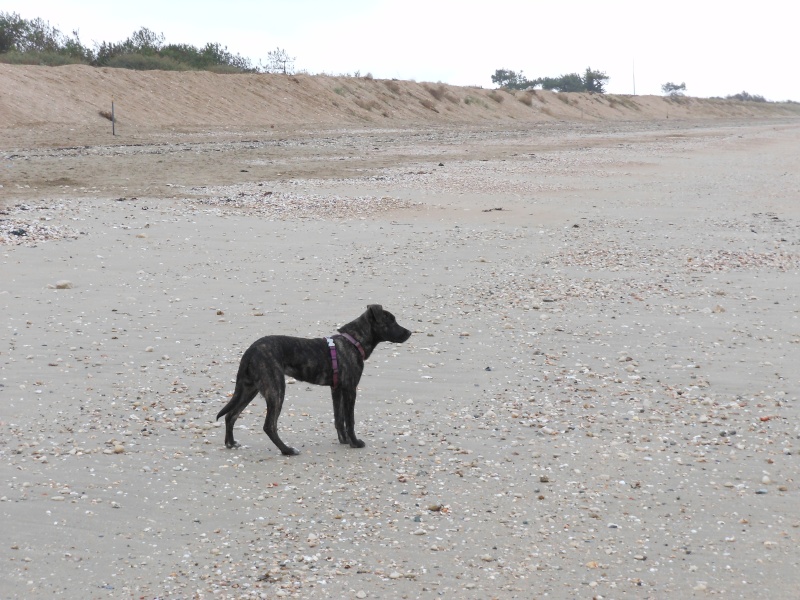 JOLA chienne x labrador de petite taille née en avril 2014 Dscn8210