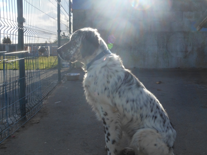 REMI - setter 2 ans   (sourd) - Asso Galia (85) Dscn8319