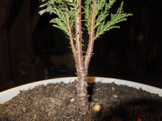 Comment transformer ciprés en bonsaï? Cdscf429