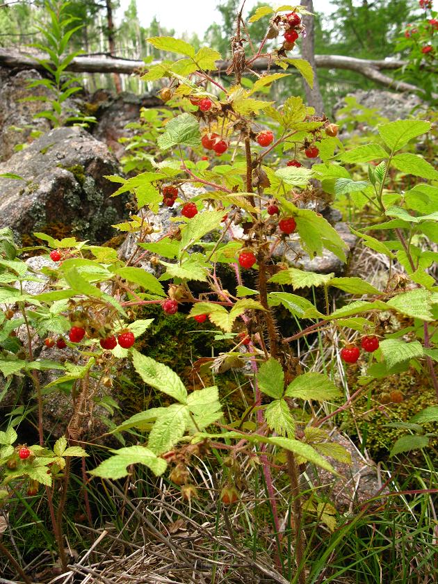 Rubus sachalinensis Levi. — Малина сахалинская (Д) 11593610
