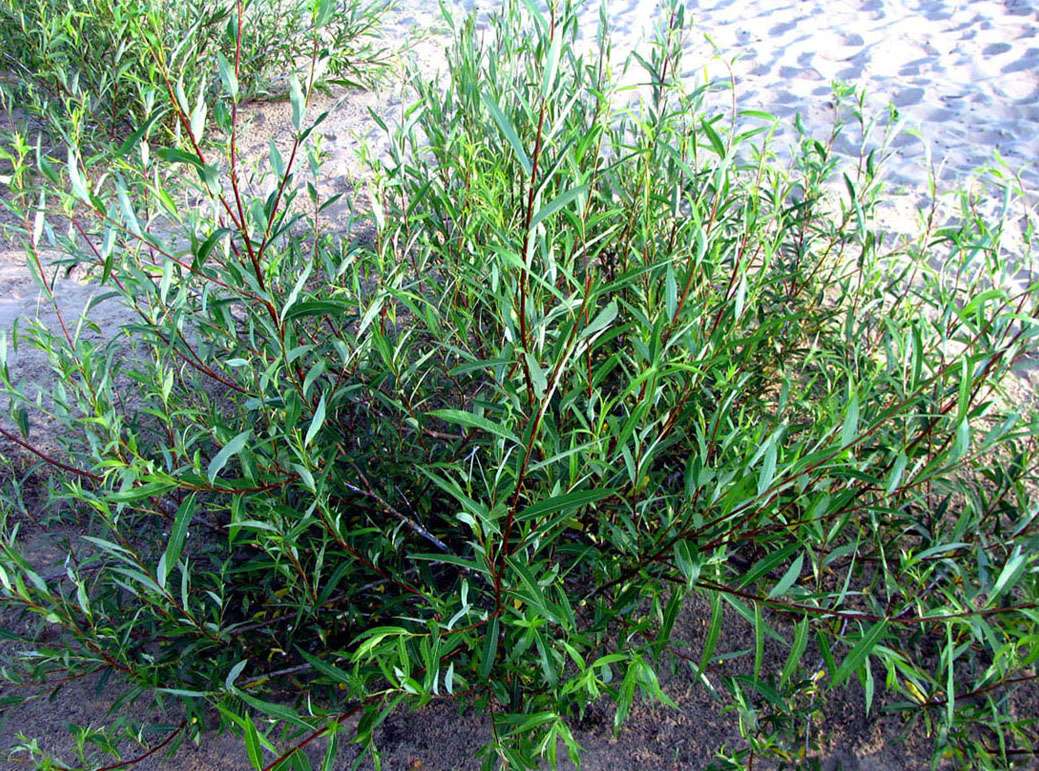 Salix acutifolia Willd. — Ива остролистная, шелюга красная, краснотал (О) 12076910