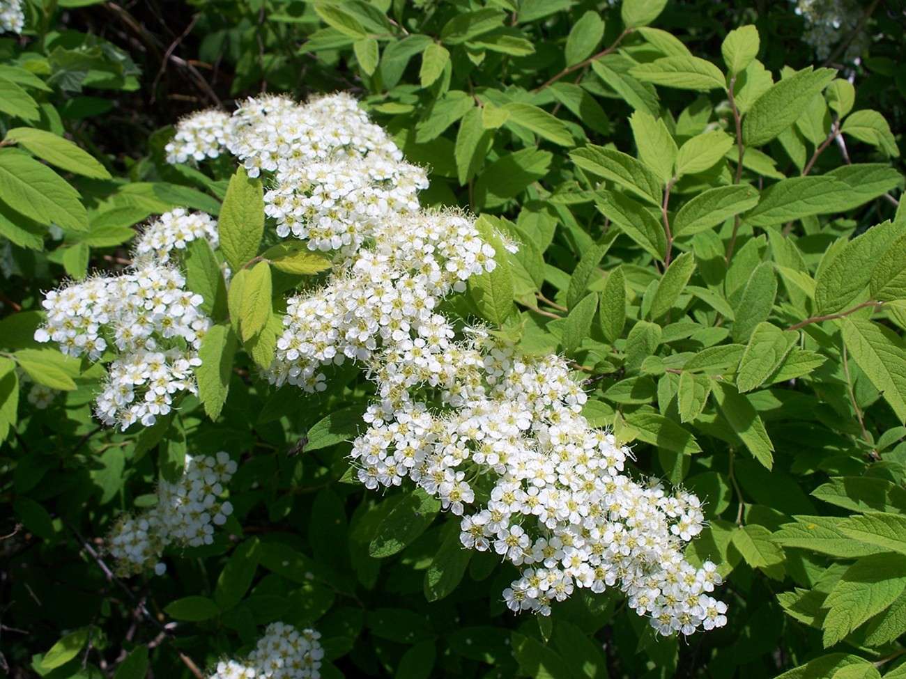 Spiraea sericea (L.) Holub — Спирея шелковистая (Ш) 12894910