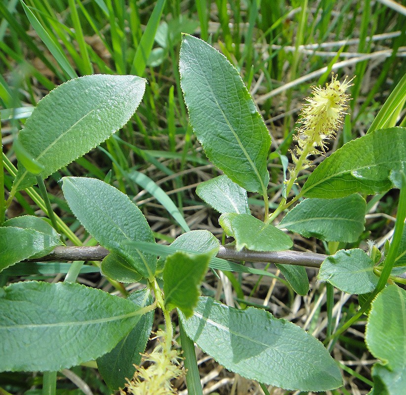 Salix pseudopentandra Flod. L. — Ива ложнопятитычинковая (Ш) 20985110