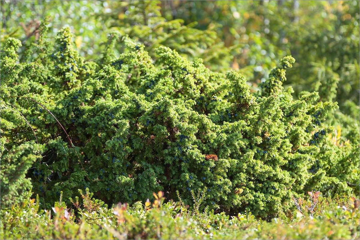Juniperus sibirica Burgsd. — Можжевельник сибирский (Ш) 21541610