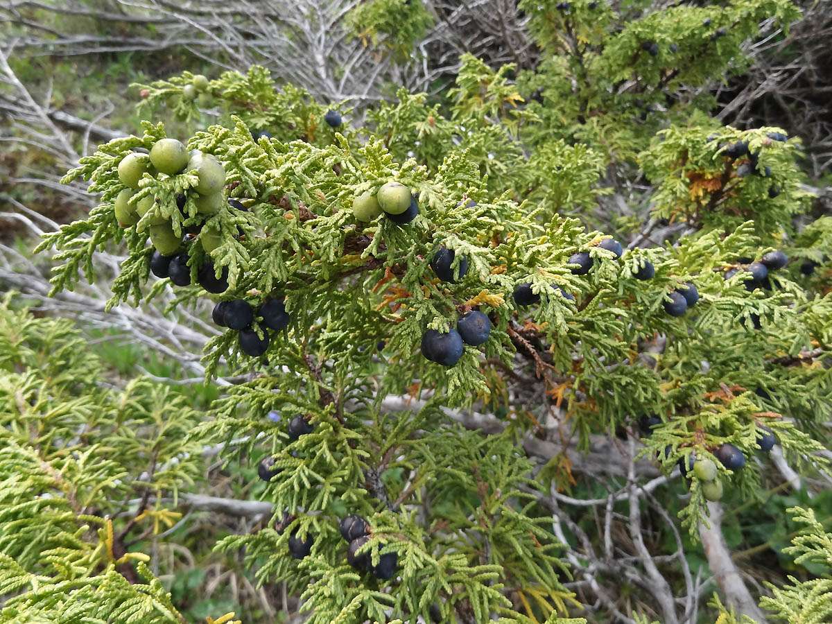 Juniperus pseudosabina Fisch. et Mey. — Можжевельник ложноказацкий (О) 22150210