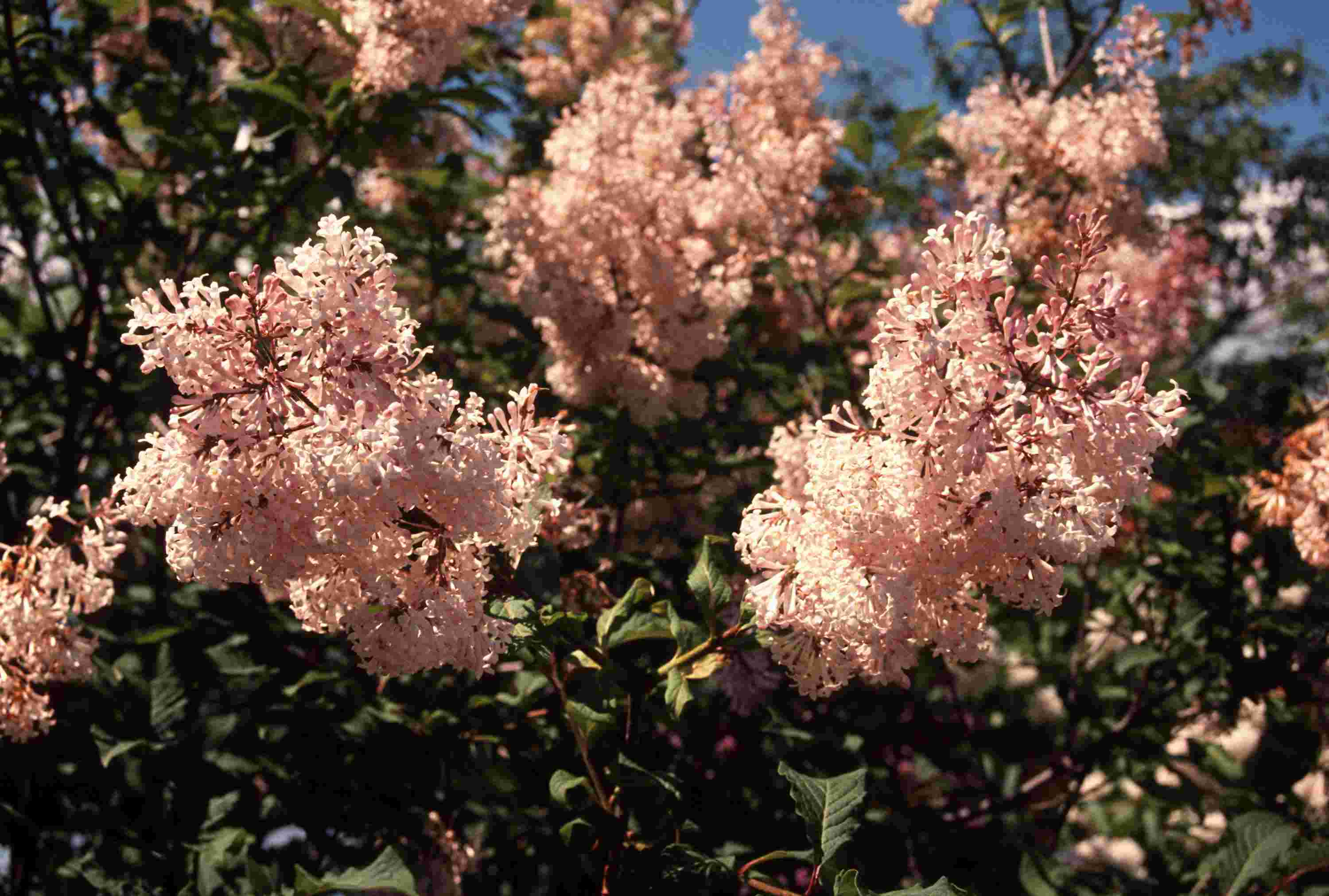 Syringa villosa Vahl. — Сирень мохнатая, волосистая (Ш) 72457a10