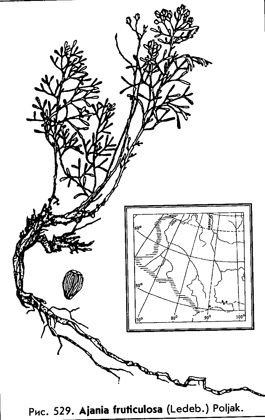 Ajania fruticulosa (Ledeb.) Poljakov — Аяния кустарничковая Ajania10