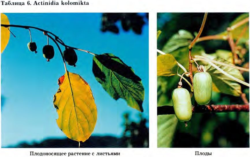 Actinidia kolomikta (Maxim.) Maxim. — Актинидия коломикта (О) Aktini10