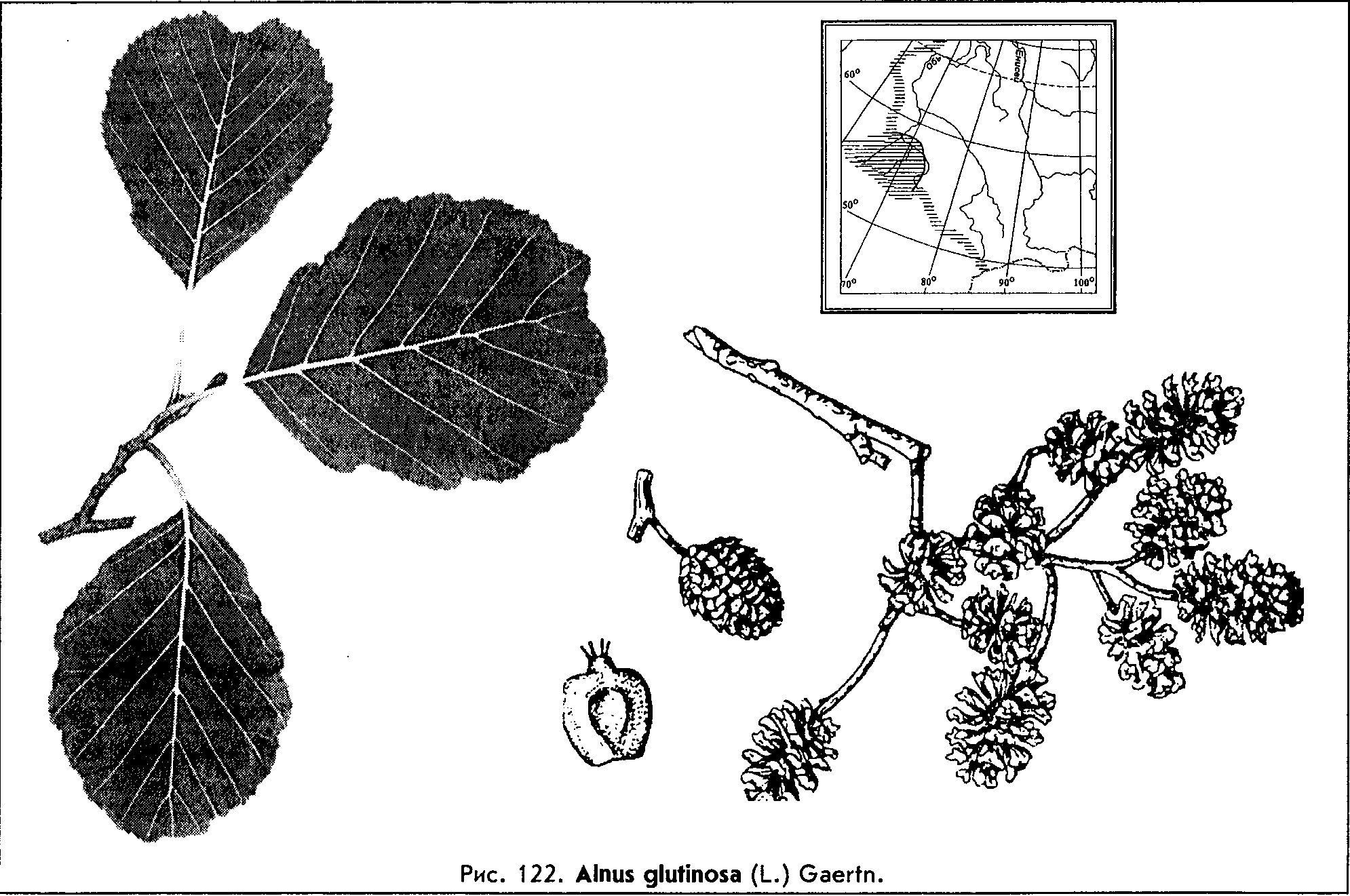 Alnus glutinosa (L.) Gaertn. — Ольха чёрная, клейкая (Ш) Alnus-10