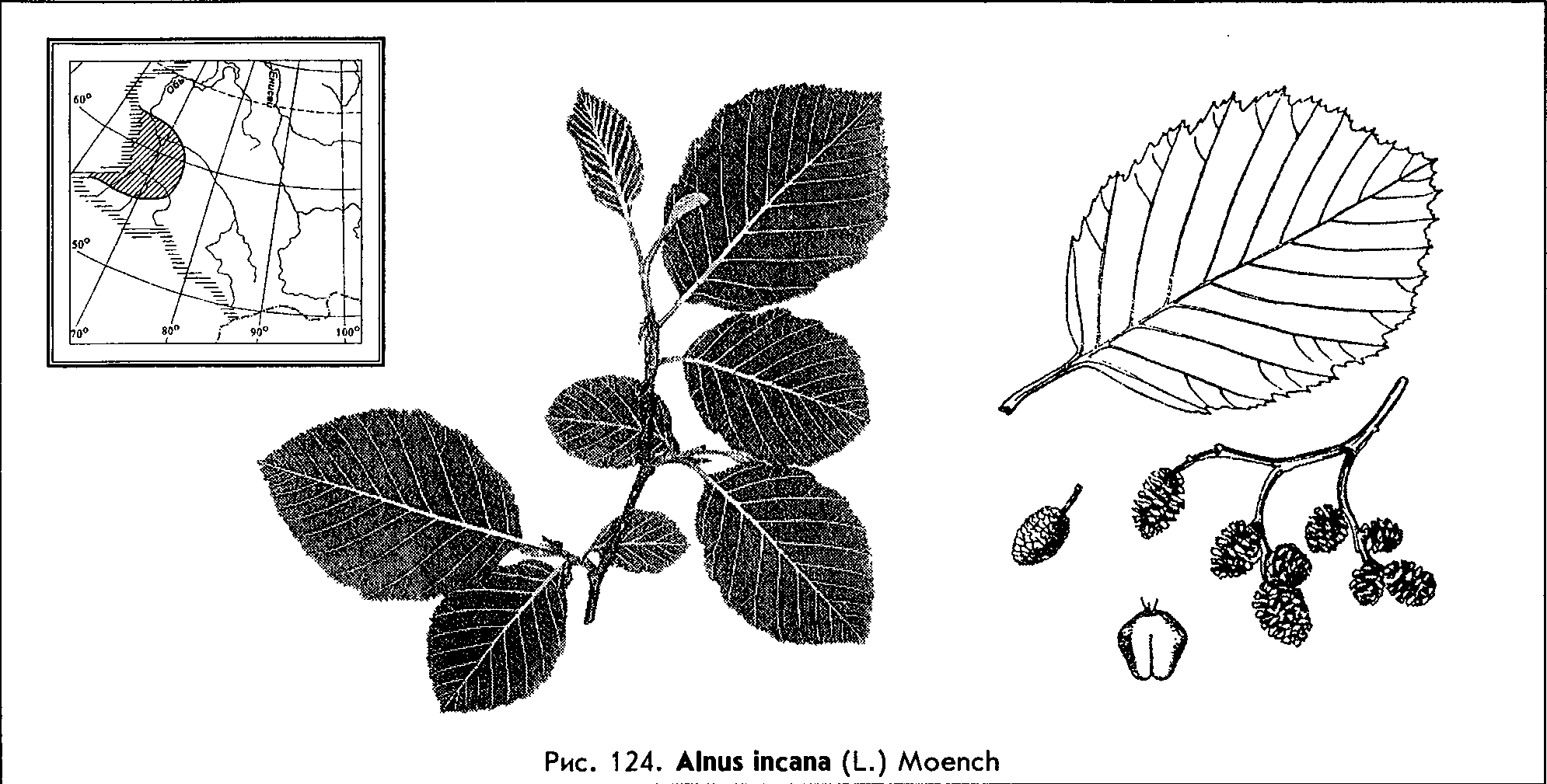 Alnus incana (L.) Moench — Ольха серая (Ш) Alnys-10