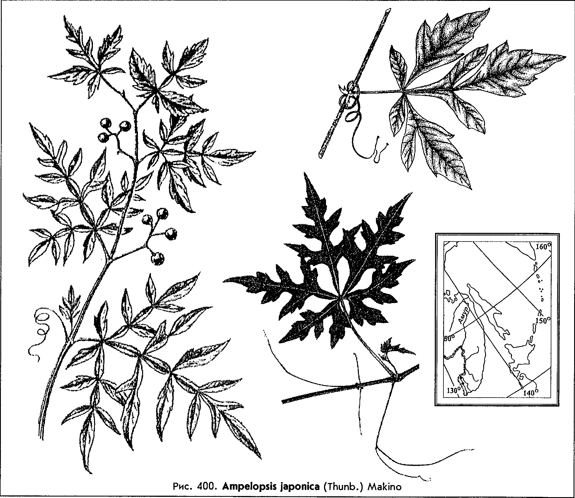 Ampelopsis japonica (Thunb.) Makino — Виноградовник японский Ampelo10