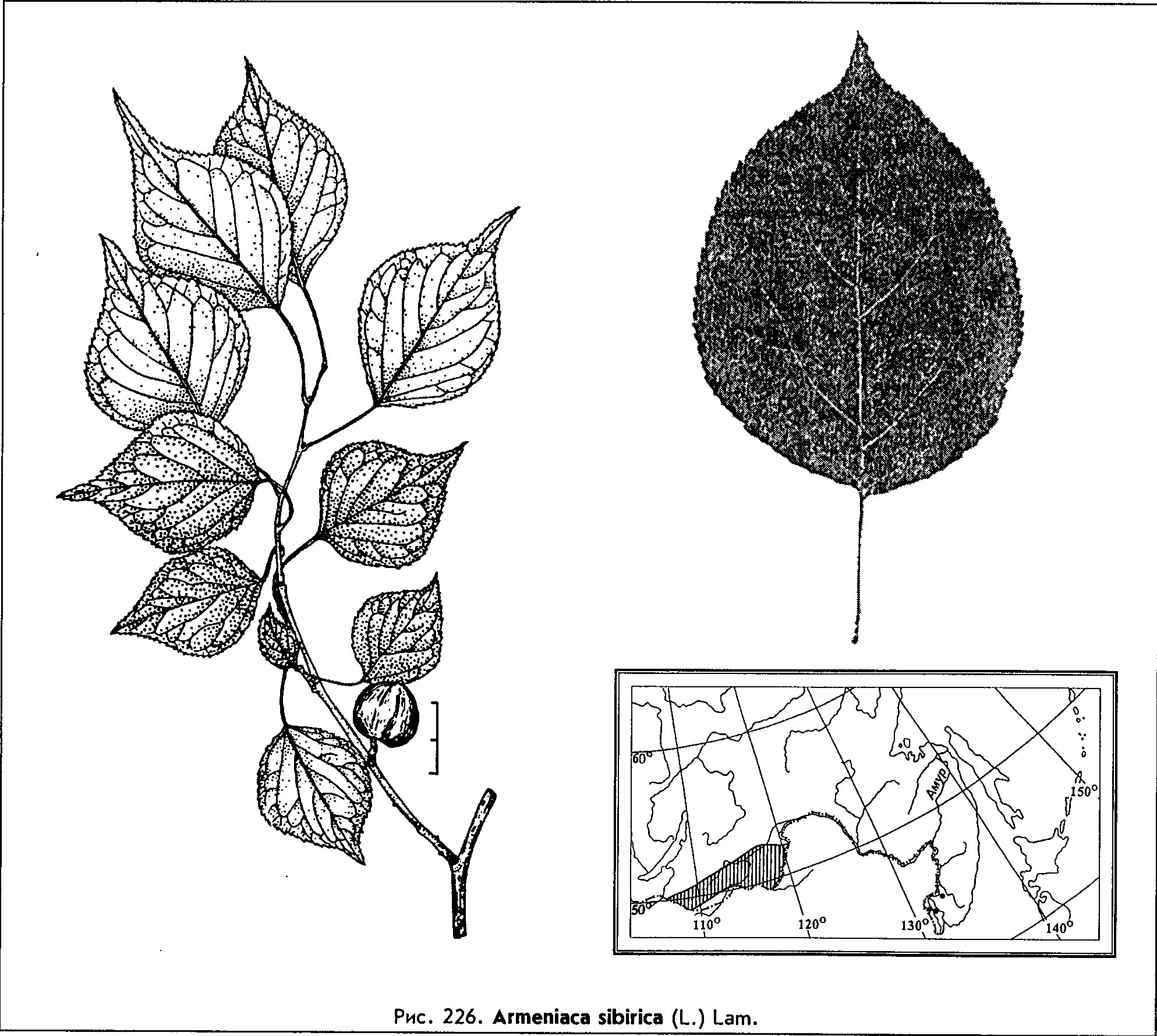 Armeniaca sibirica (L.) Lam. — Абрикос сибирский (О) Armeni10