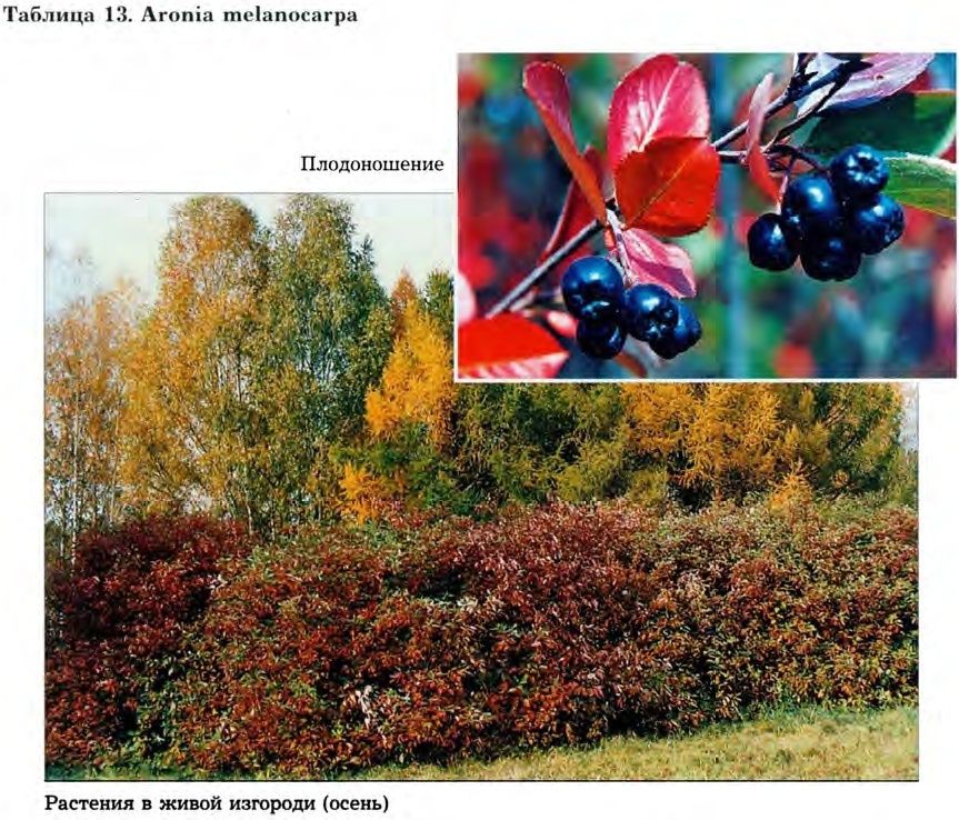 Aronia melanocarpa (Michx.) Eliott — Арония черноплодная (Д) Aronia10