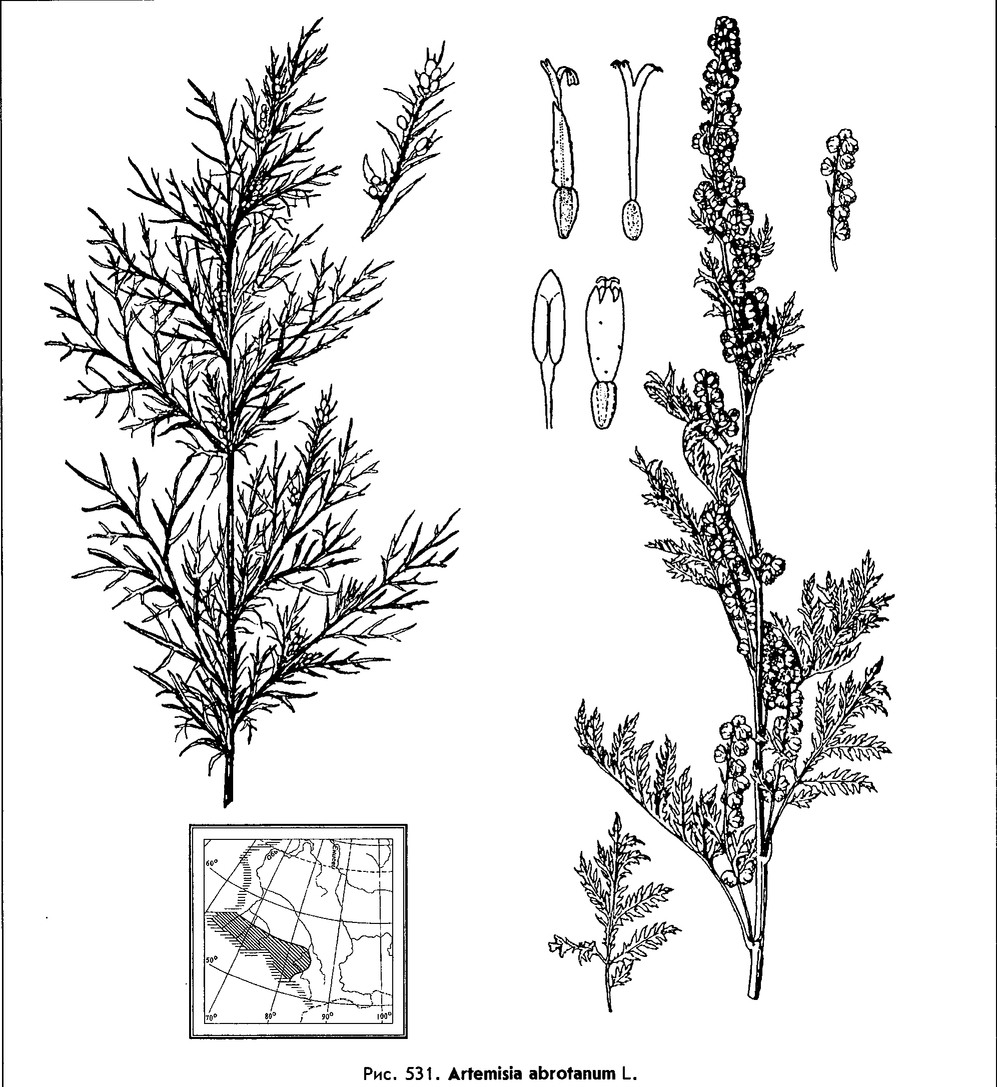 Artemisia abrotanum L. — Полынь лечебная, или божье дерево Artemi10