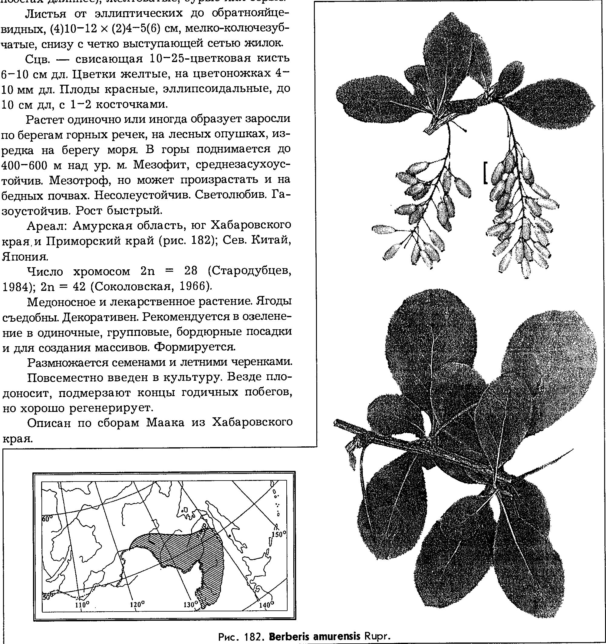 Berberis amurensis Maxim. — Барбарис амурский (Д) Berber10