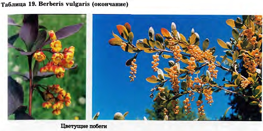 Berberis vulgaris L. — Барбарис обыкновенный (Ш) Berber15