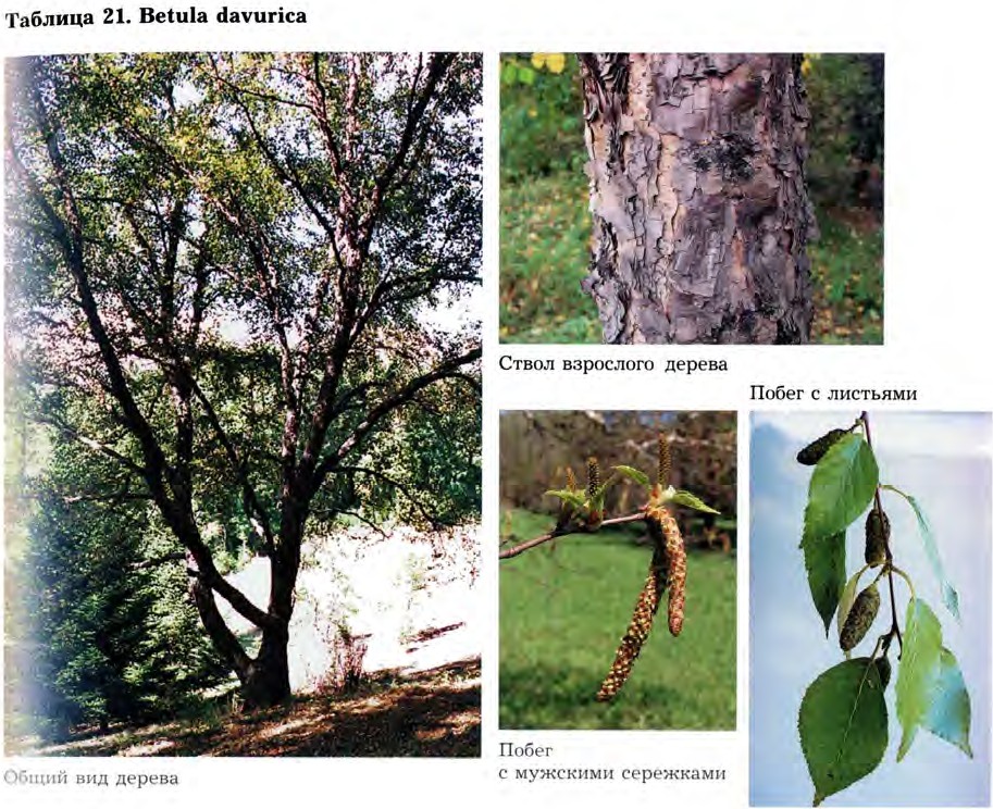 Betula davurica Pall. — Берёза даурская, черная (Ш) Betula11