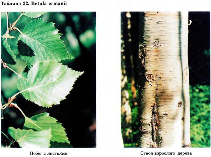 Betula ermanii Cham. — Береза каменная, Эрмана (Д) Betula12