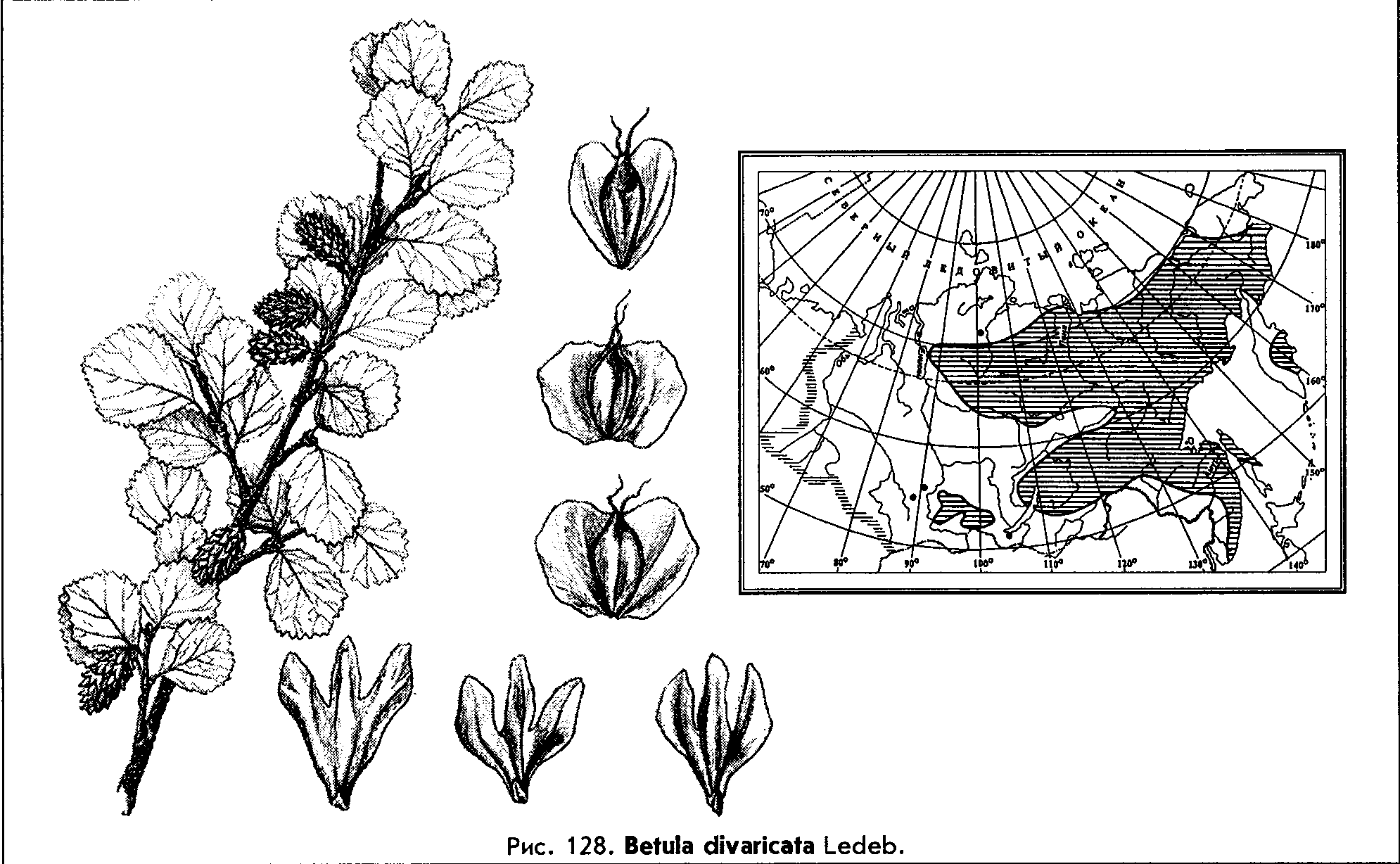 Betula divaricata Ledeb. — Берёза растопыренная Betula12