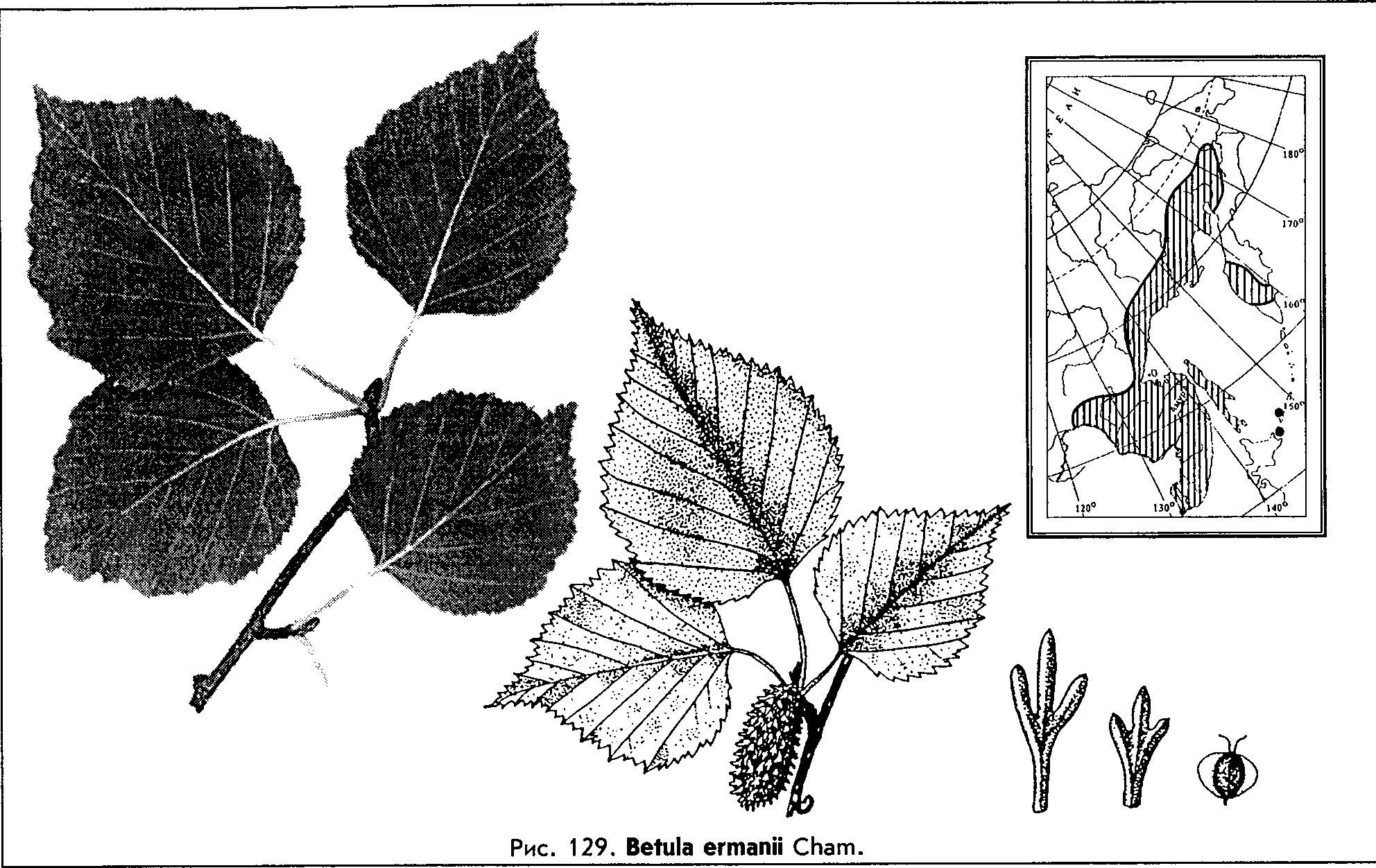 Betula ermanii Cham. — Береза каменная, Эрмана (Д) Betula13