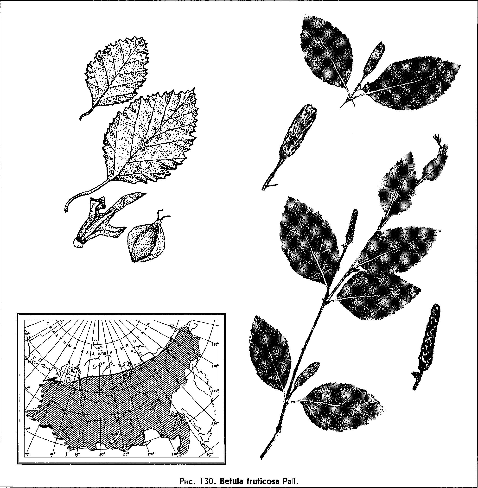 Betula fruticosa Pall. — Береза кустарниковая (Ш) Betula14