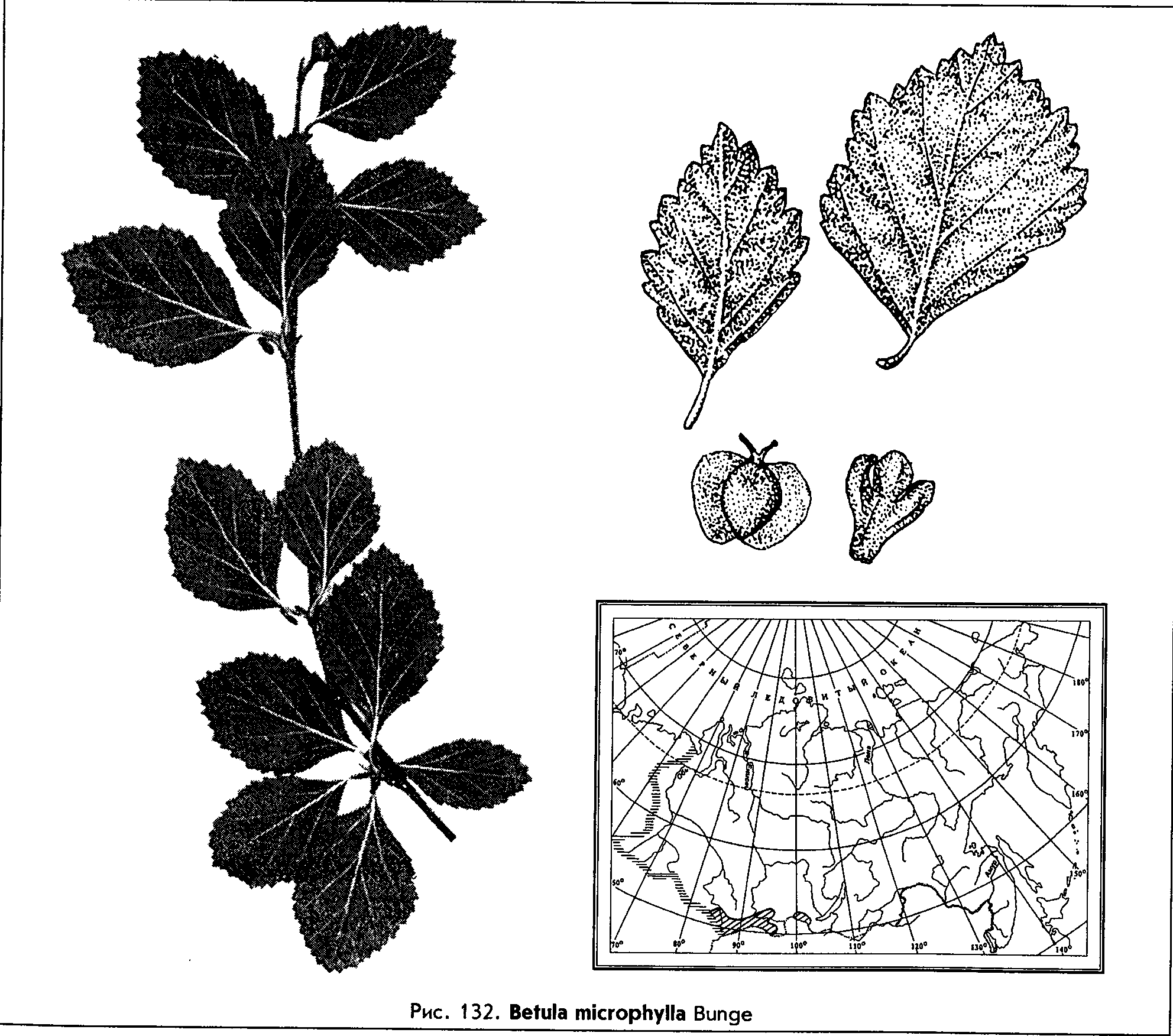 Betula microphylla Bunge — Береза мелколистная (Ш) Betula15